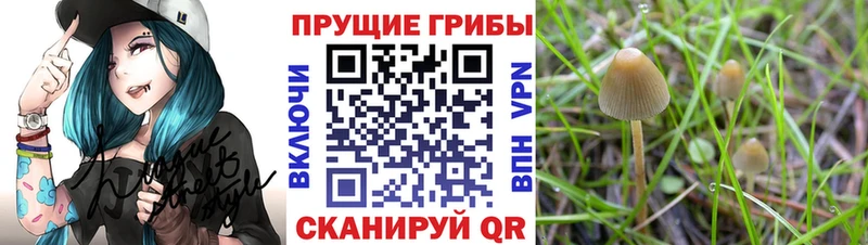 Галлюциногенные грибы прущие грибы  Купить где  Конаково 